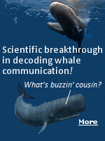 Although scientists already knew that sperm whales communicate with codas, sequences of clicks analogous to Morse code, the study indicates a more complex communication system. Researchers used recordings collected from social units of sperm whales off the coast of the island of Dominica. When they sped up the audio, removing the silences between clicks, they heard new patterns. They found acoustic similarities with two vowels - A and I - and several vowel combinations.